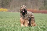 BRIARD 115
